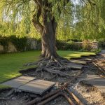 Racines de saule tortueux menaçant des canalisations dans un jardin.