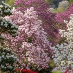Jardin avec différentes variétés de magnolias en fleurs, illustrant leur beauté et diversité.