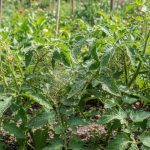 Infestation de moucherons sur des plants de tomates dans un potager.