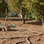 Jardin avec thuyas et racines peu profondes, sol compacté et outils de jardinage.